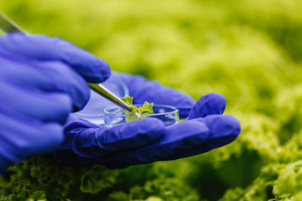 روش‌های نوین تشخیص GMO