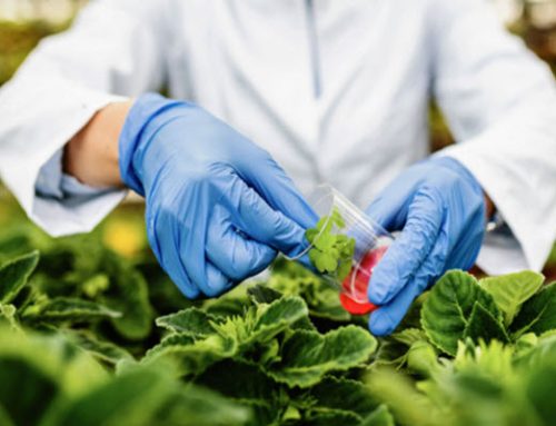 تشخیص GMO در محصولات کشاورزی با روش‌های نوین